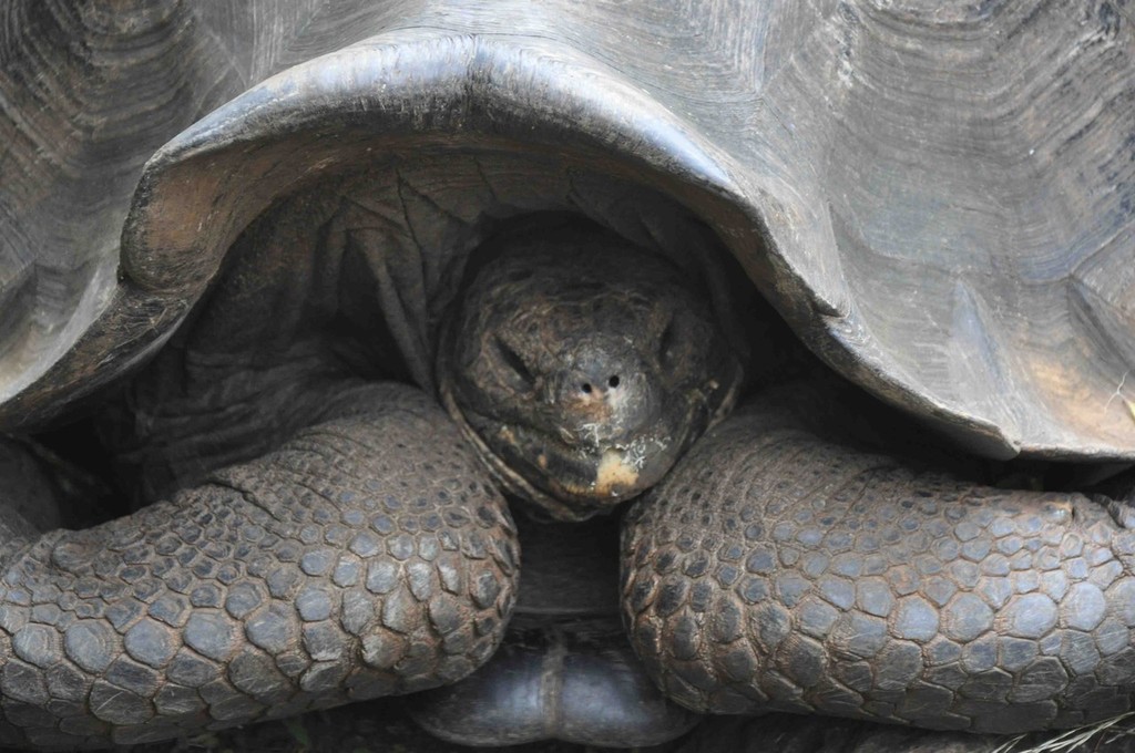 Galapagos Wildlife © John Bell